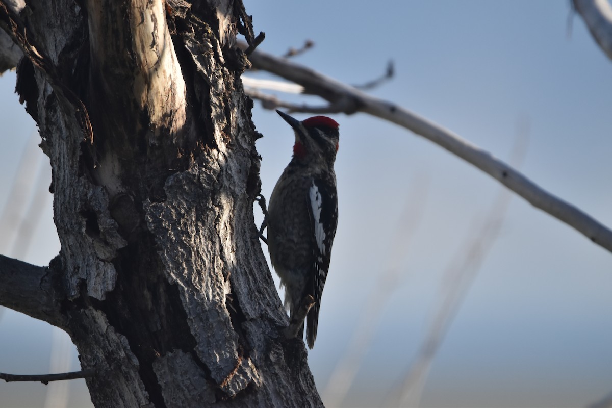 Red-naped Sapsucker - ML646988189