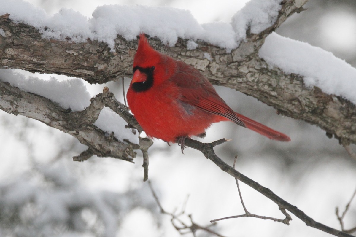 Northern Cardinal - ML646988190
