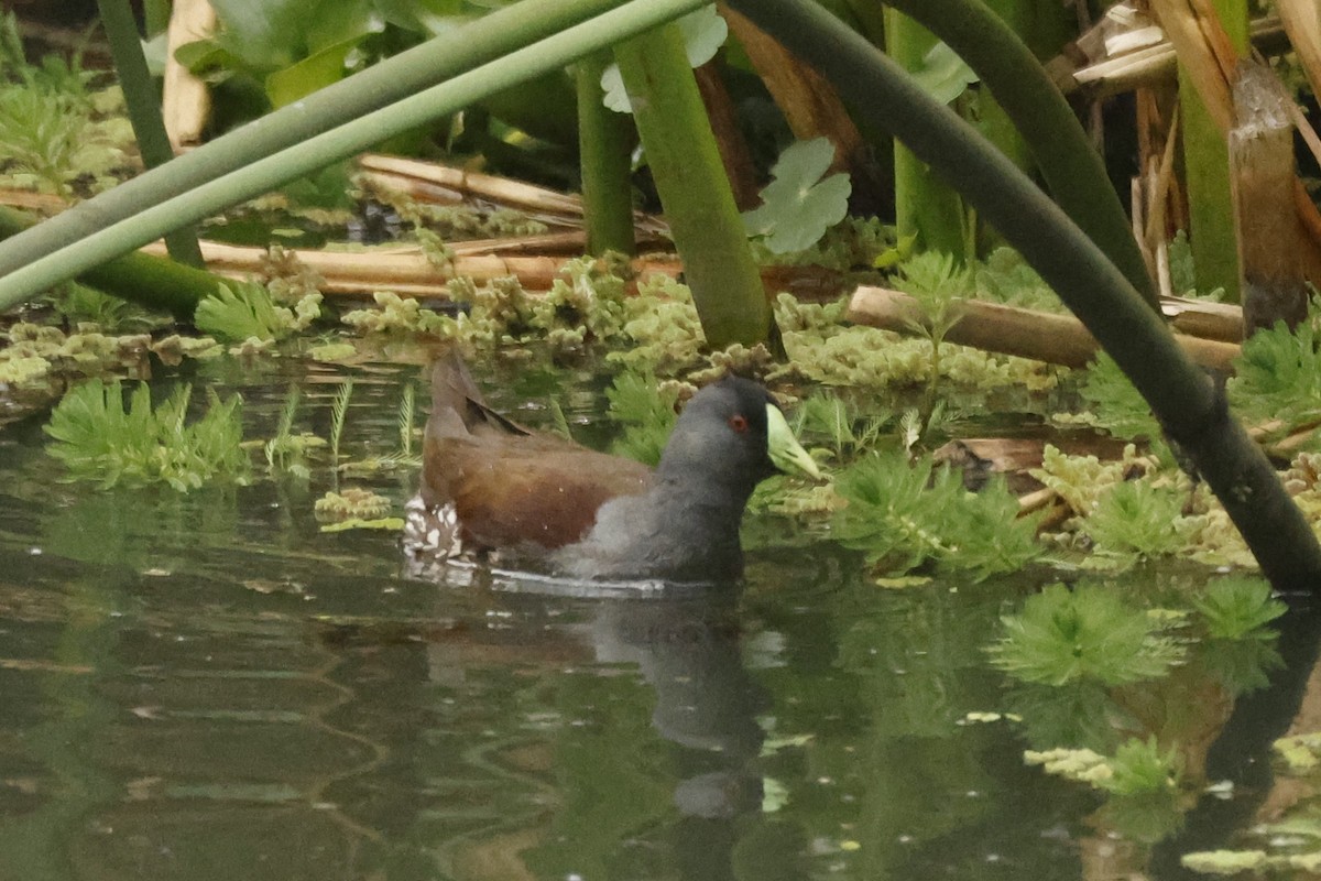 Spot-flanked Gallinule - ML646988194
