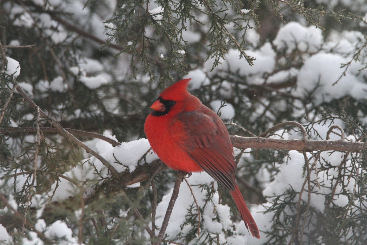 Northern Cardinal - ML646988197