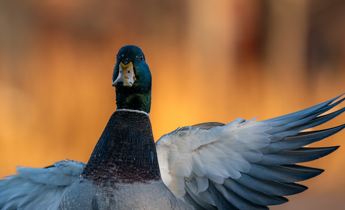 stokkand - ML646988212