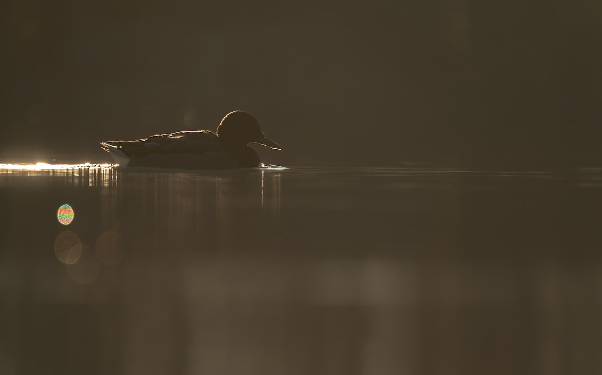 stokkand - ML646988215