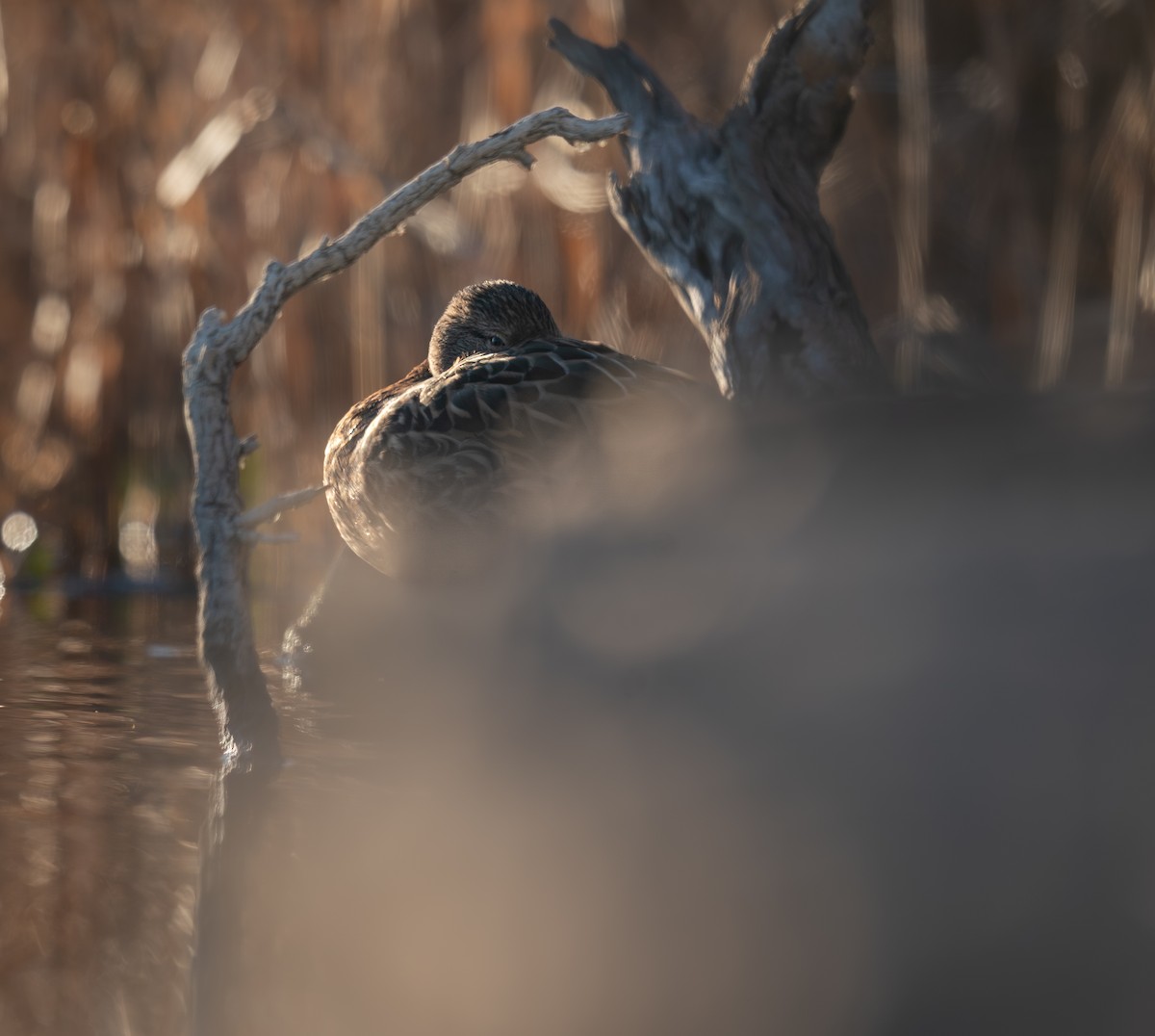 stokkand - ML646988216