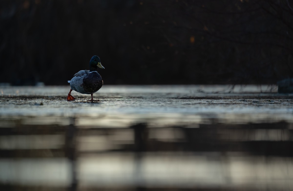 stokkand - ML646988217