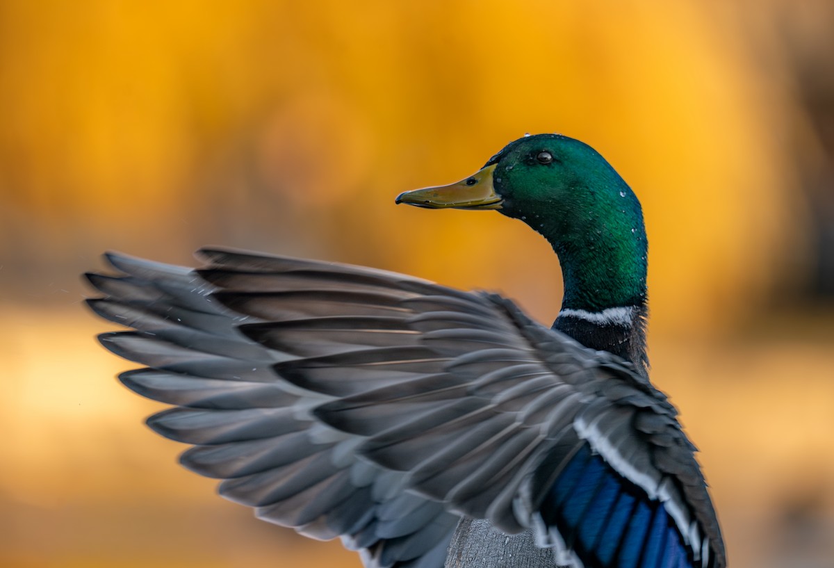 stokkand - ML646988218