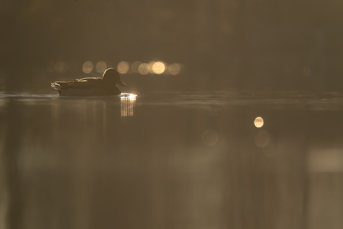 stokkand - ML646988219