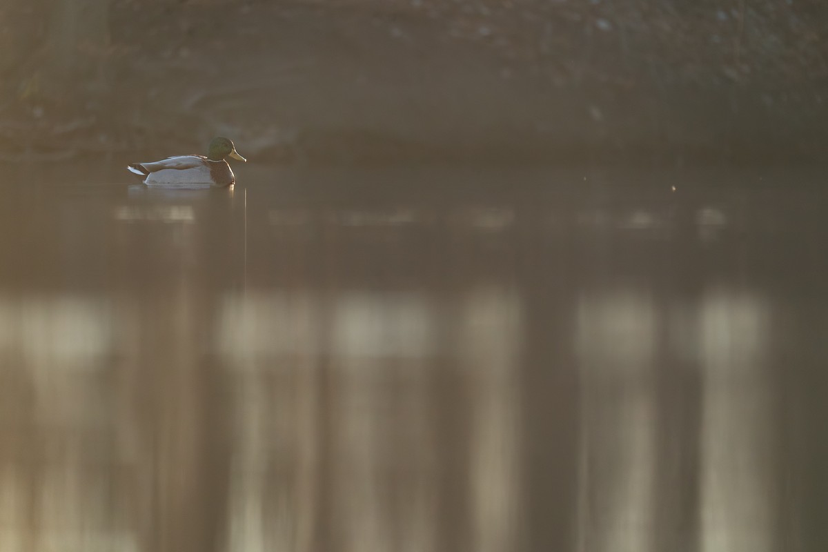 stokkand - ML646988220