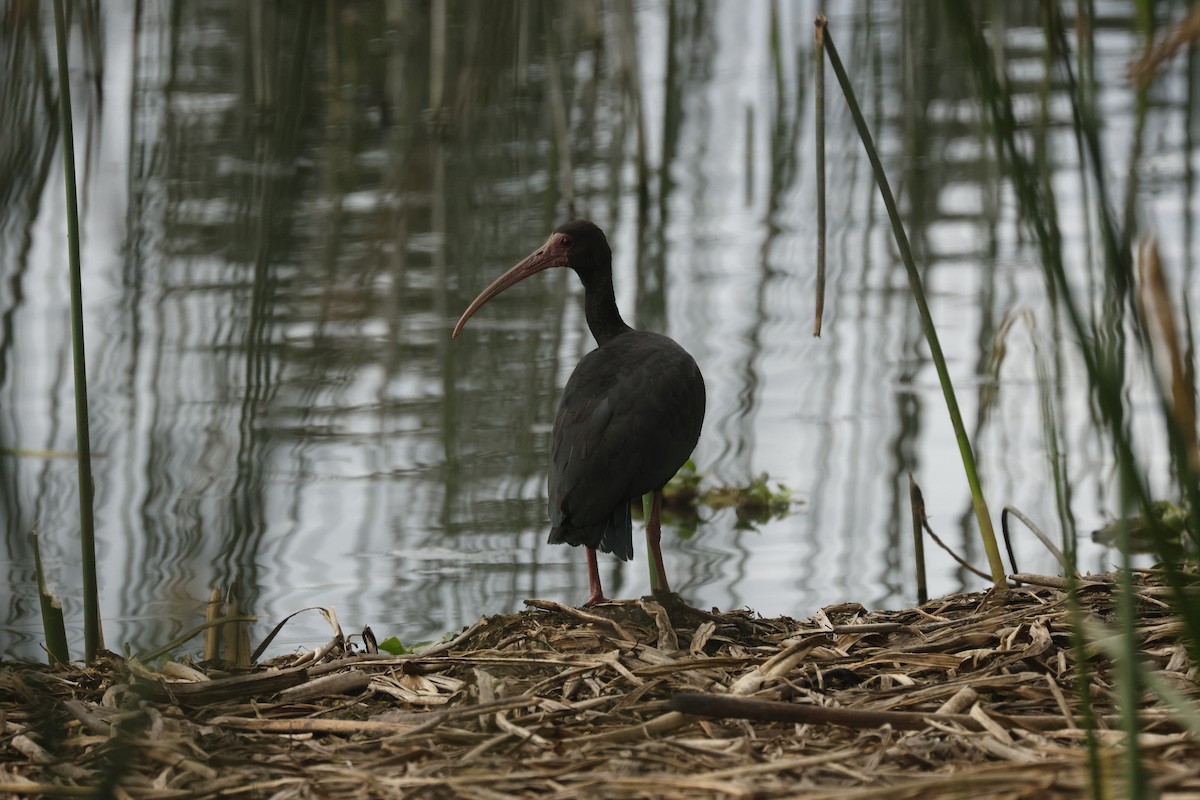 Ібіс чорний - ML646988221