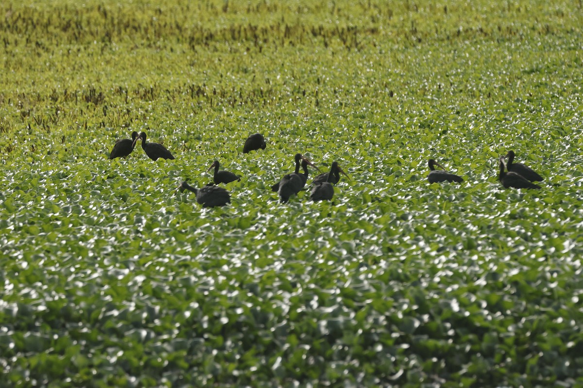 Ібіс чорний - ML646988222