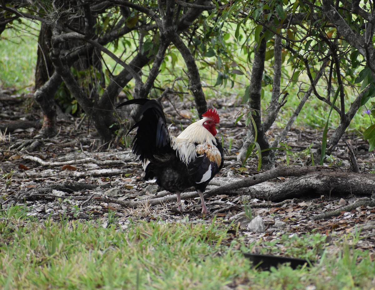 Red Junglefowl (Domestic type) - ML646988226