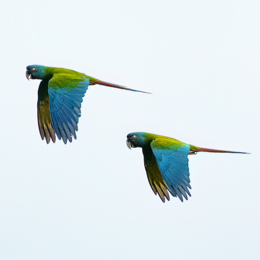 Горный ара - ML646988246