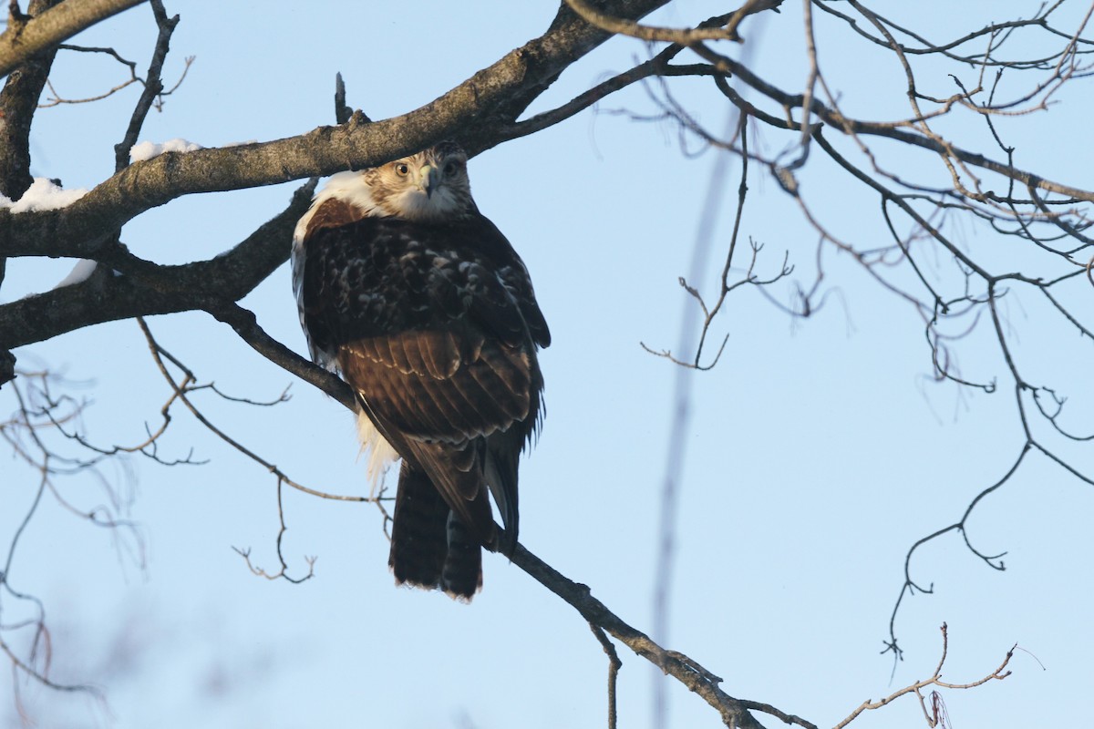 Red-tailed Hawk - ML646988249