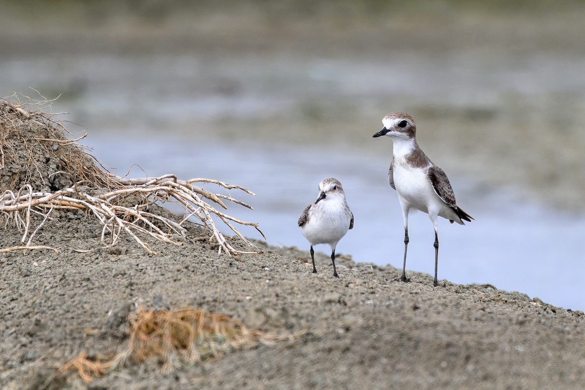 Tibetan Sand-Plover - ML646988251