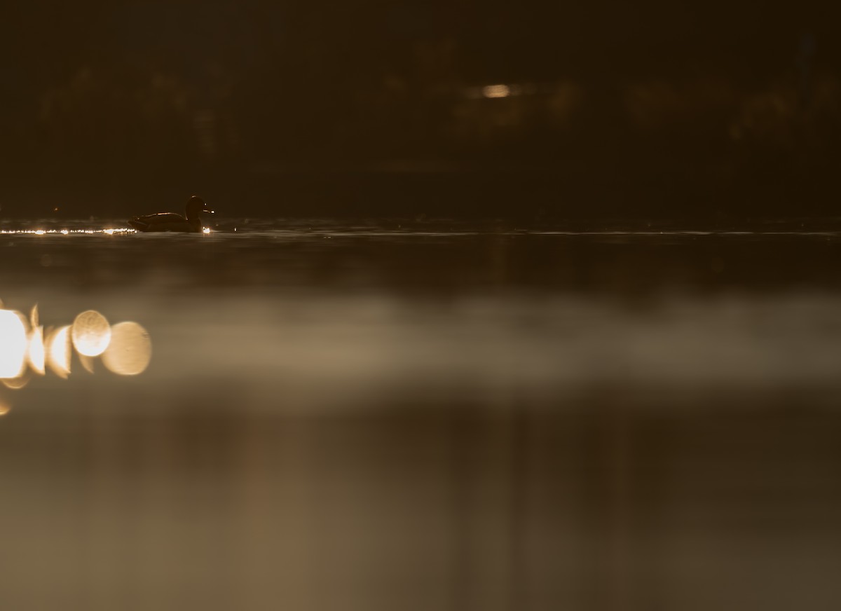 brudeand - ML646988256