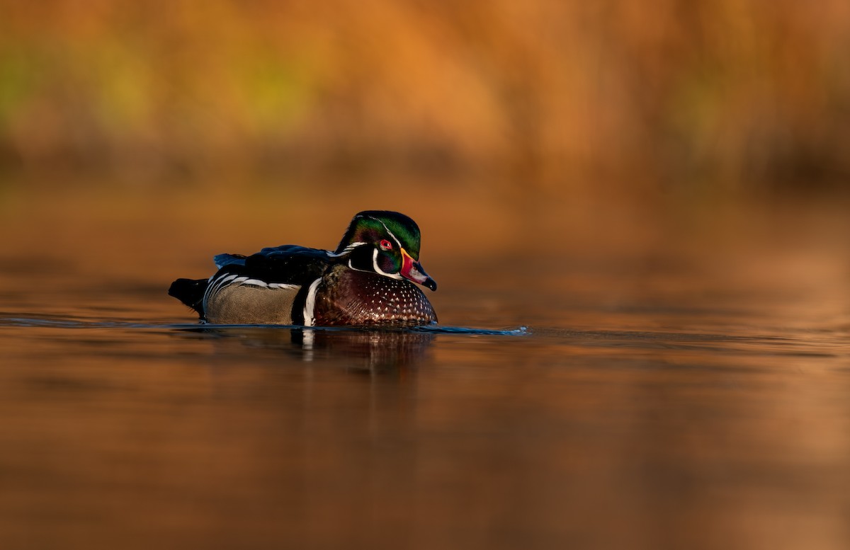 brudeand - ML646988257