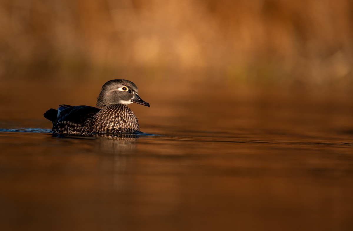 brudeand - ML646988259