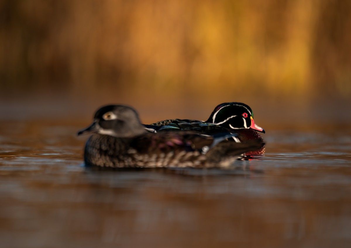 brudeand - ML646988260