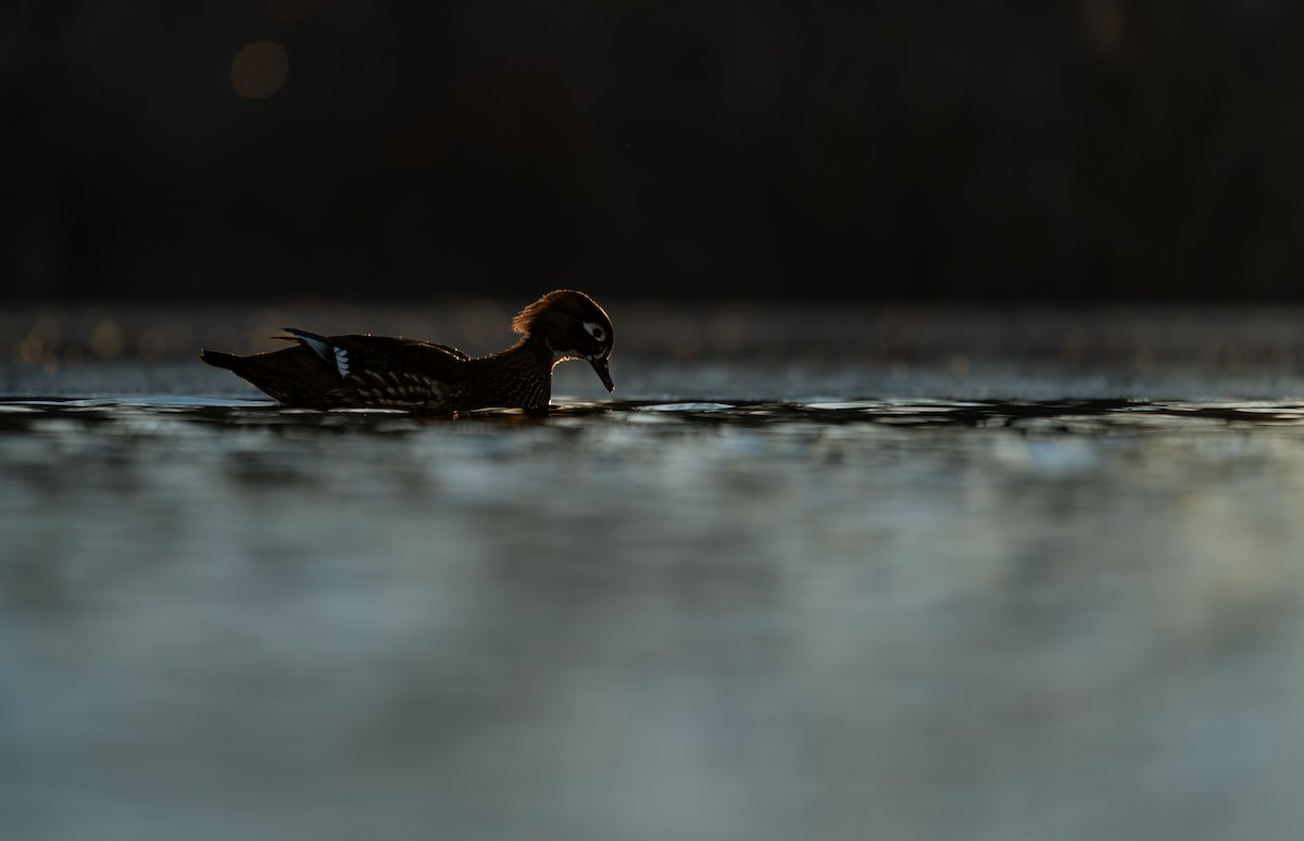 brudeand - ML646988261