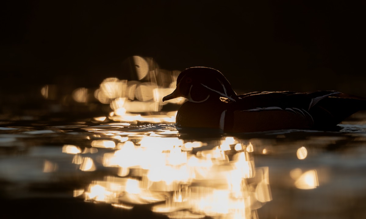 brudeand - ML646988262