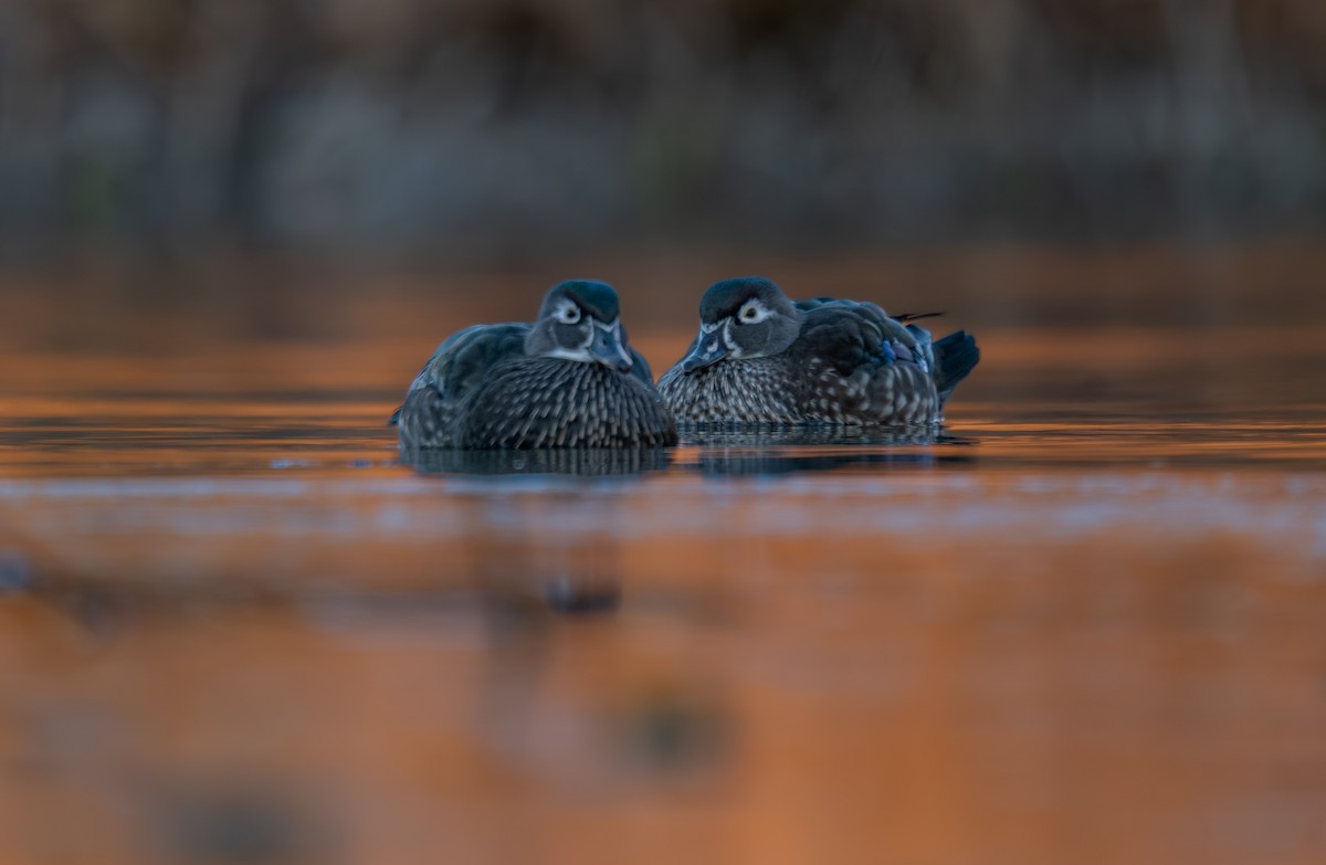 brudeand - ML646988263