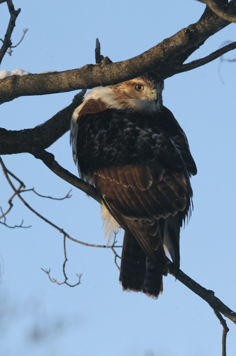 Red-tailed Hawk - ML646988264
