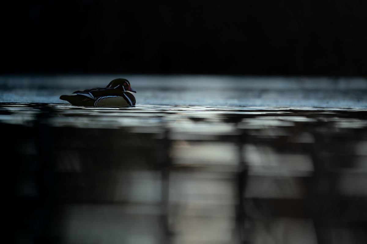 brudeand - ML646988265