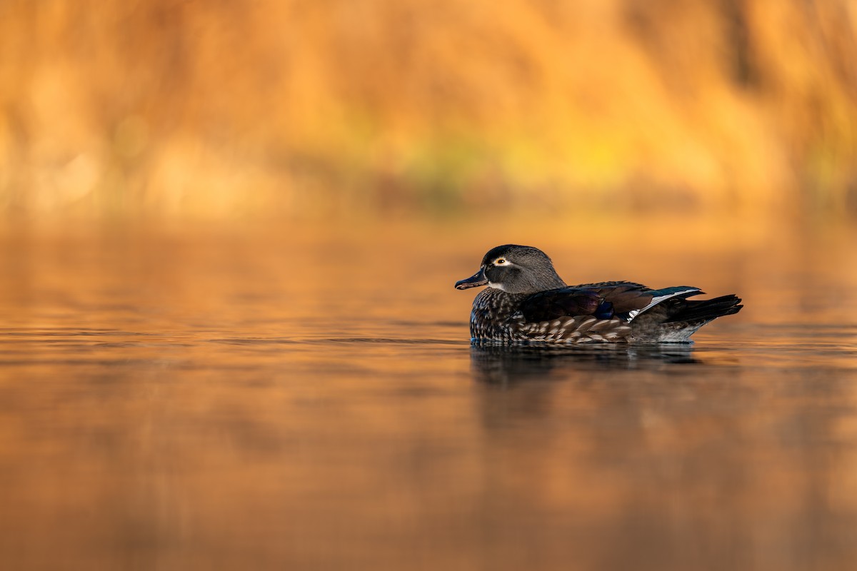 brudeand - ML646988266