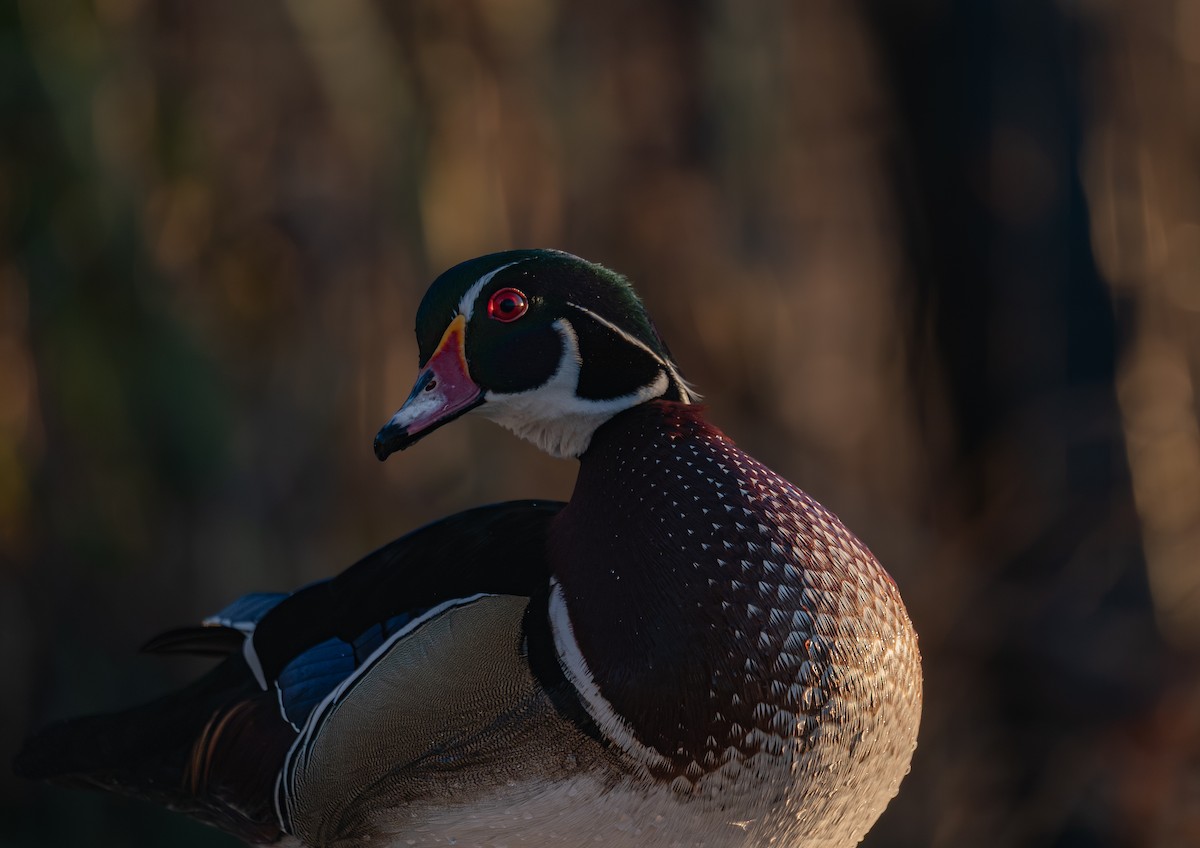 brudeand - ML646988267