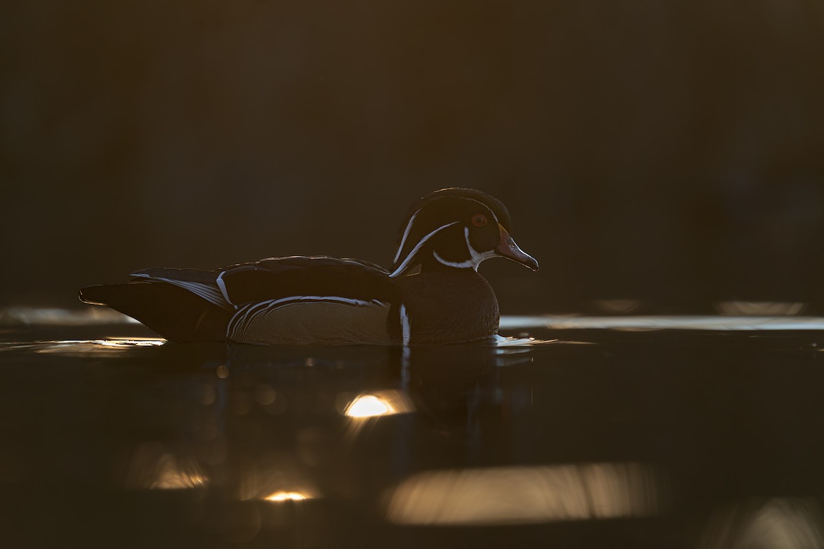 brudeand - ML646988268