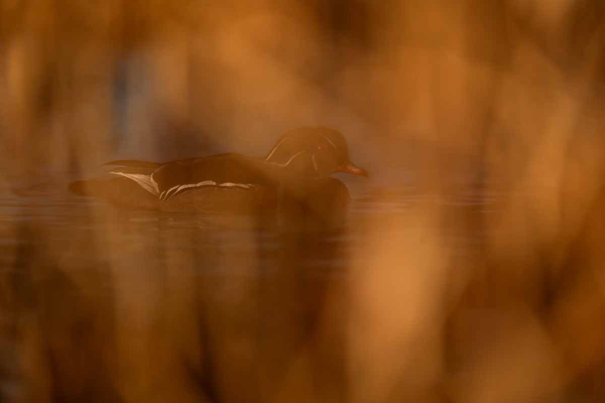 brudeand - ML646988269