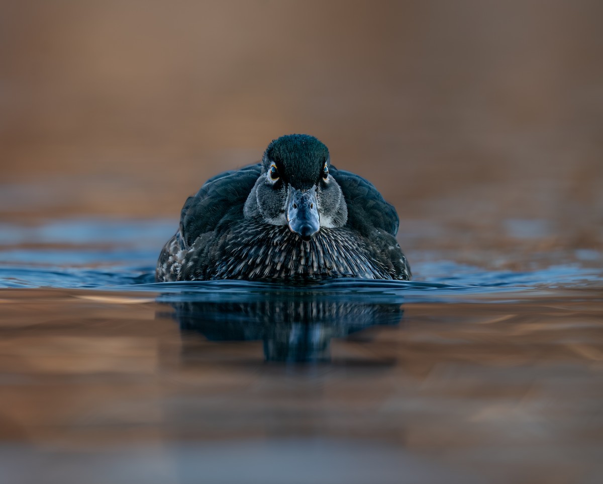 brudeand - ML646988270