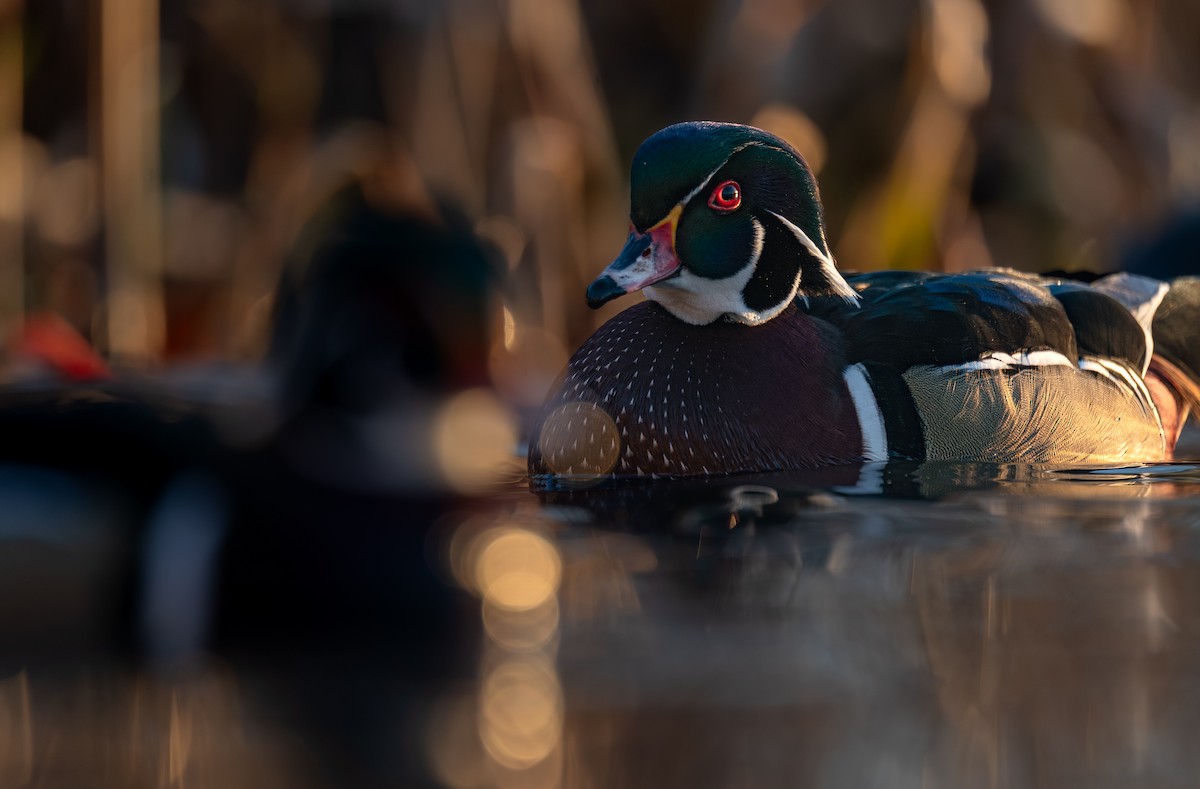 brudeand - ML646988271