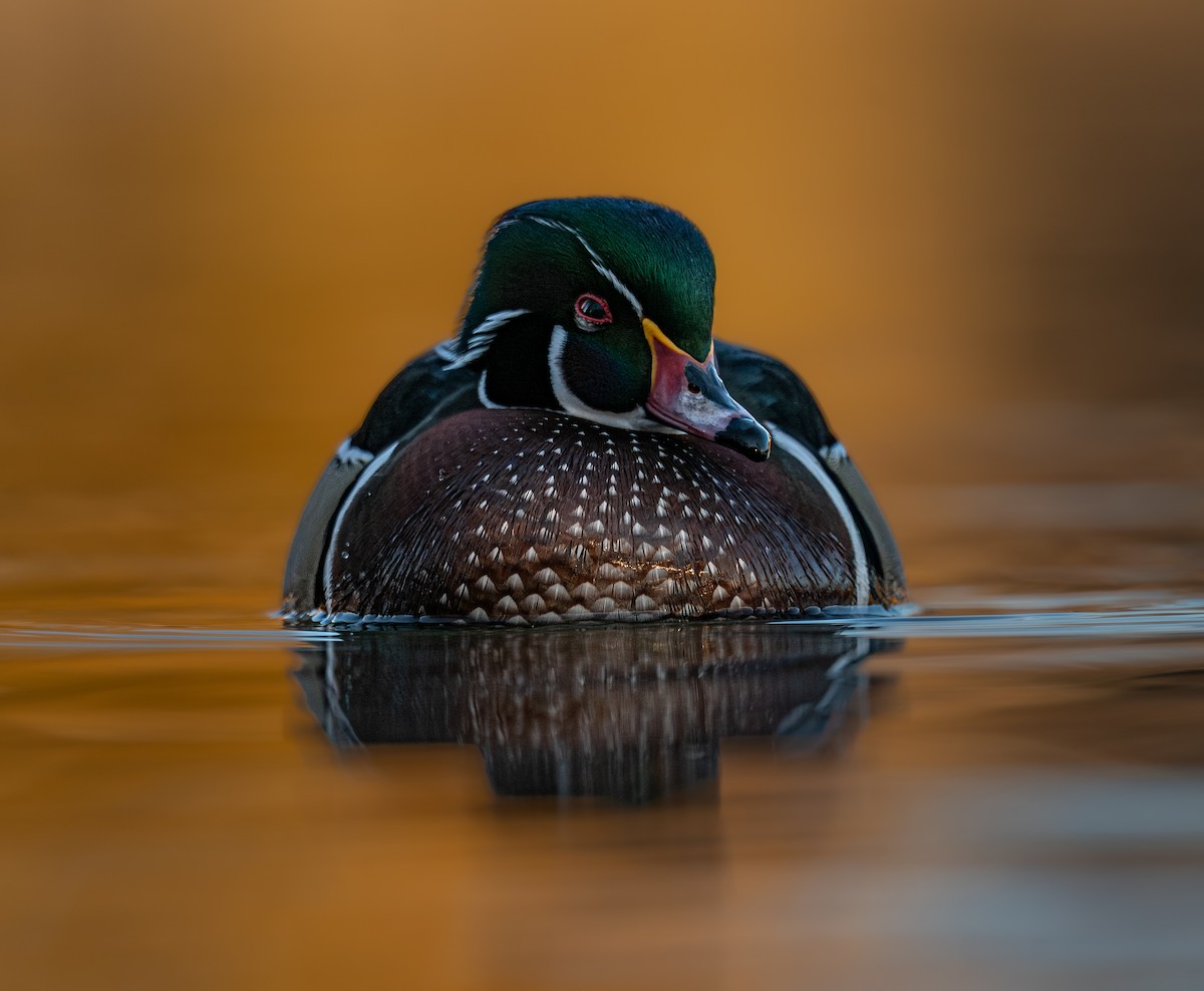 brudeand - ML646988272