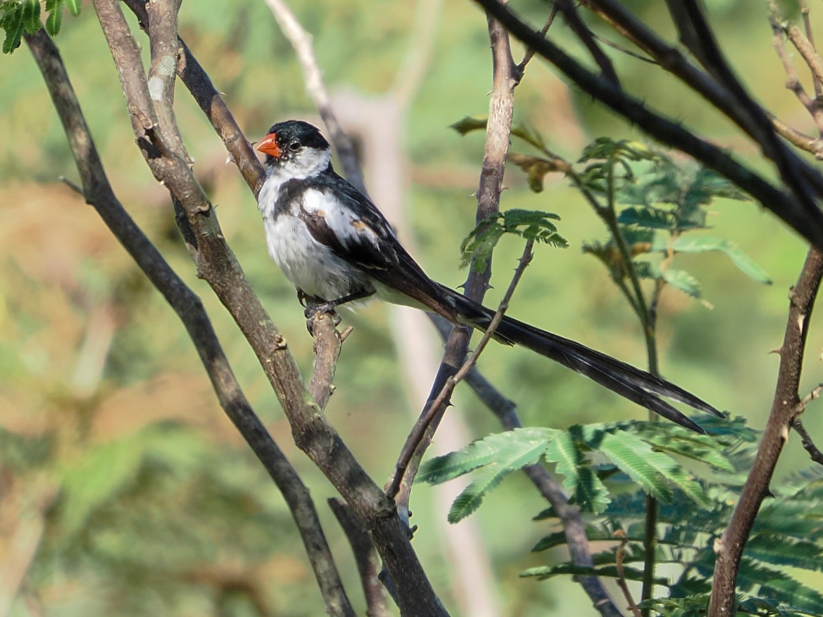 Pin-tailed Whydah - ML646988274