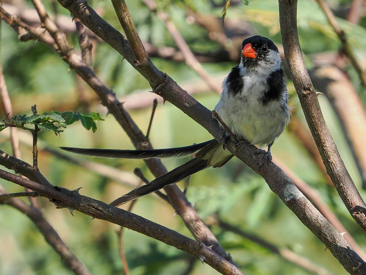 Pin-tailed Whydah - ML646988275