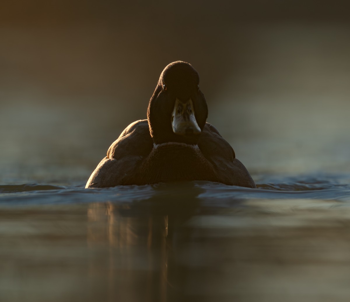 stokkand - ML646988276