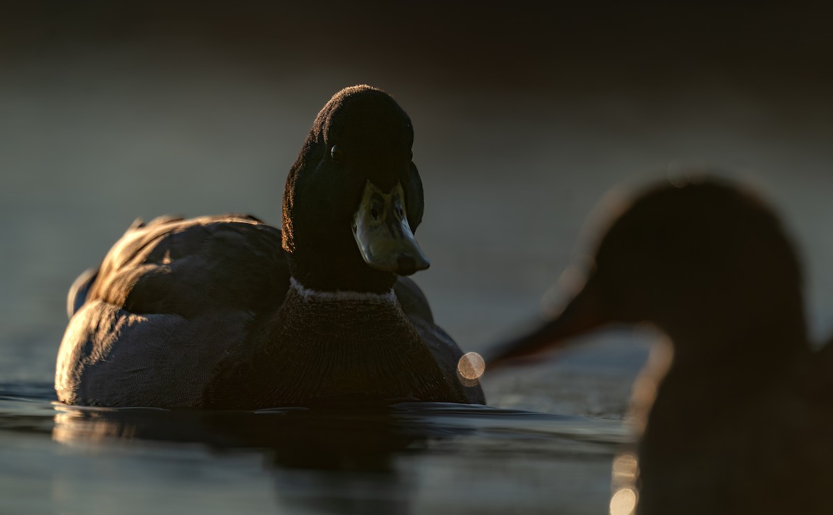 stokkand - ML646988277