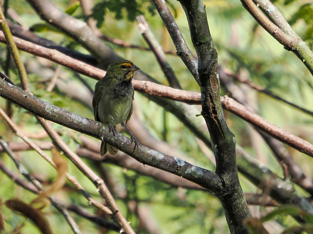 Yellow-faced Grassquit - ML646988281