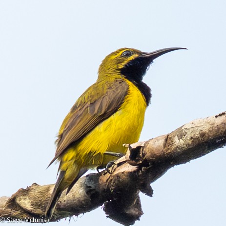 Sahul Sunbird - ML646988282