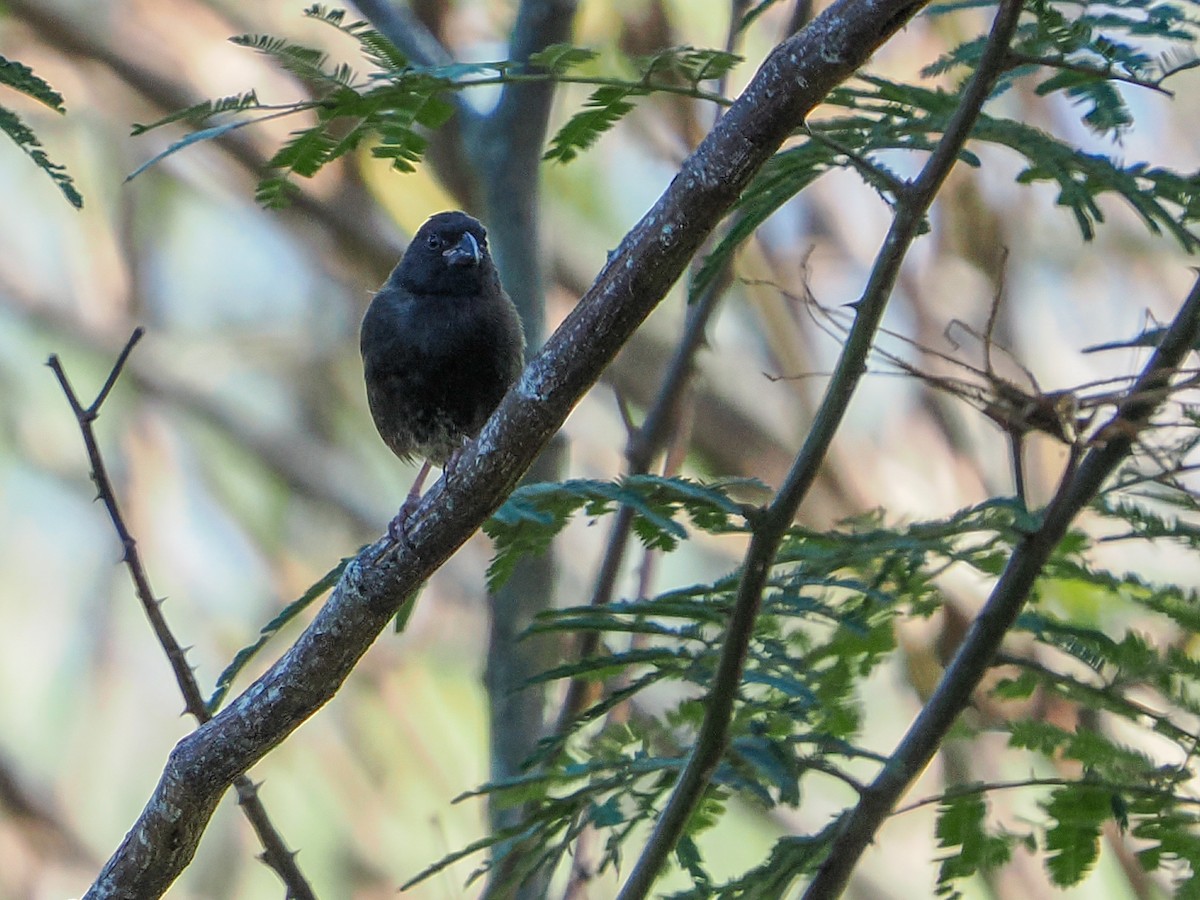 Black-faced Grassquit - ML646988285