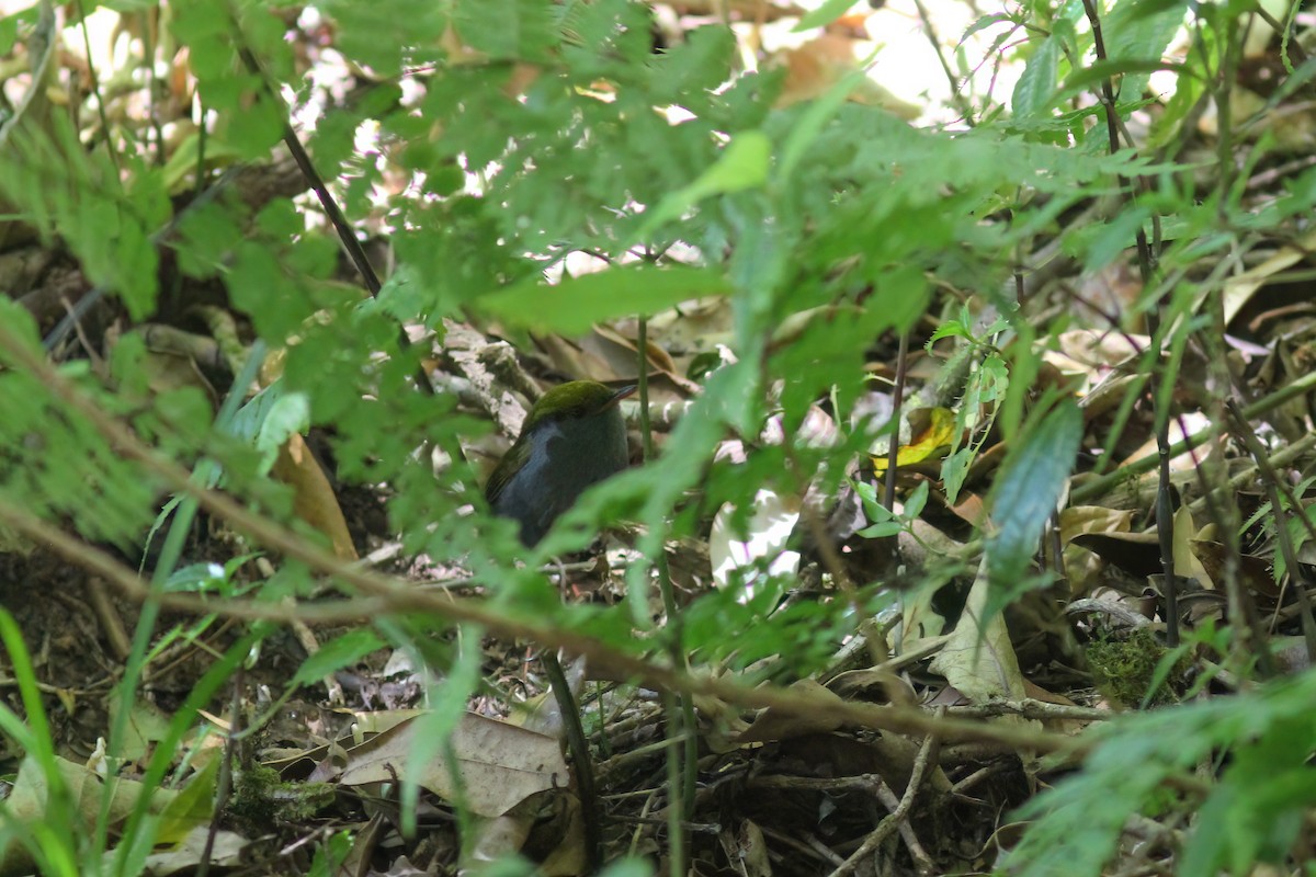 Slaty-bellied Tesia - ML646988286