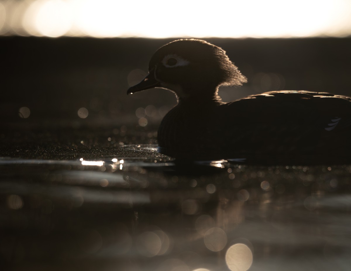 brudeand - ML646988289