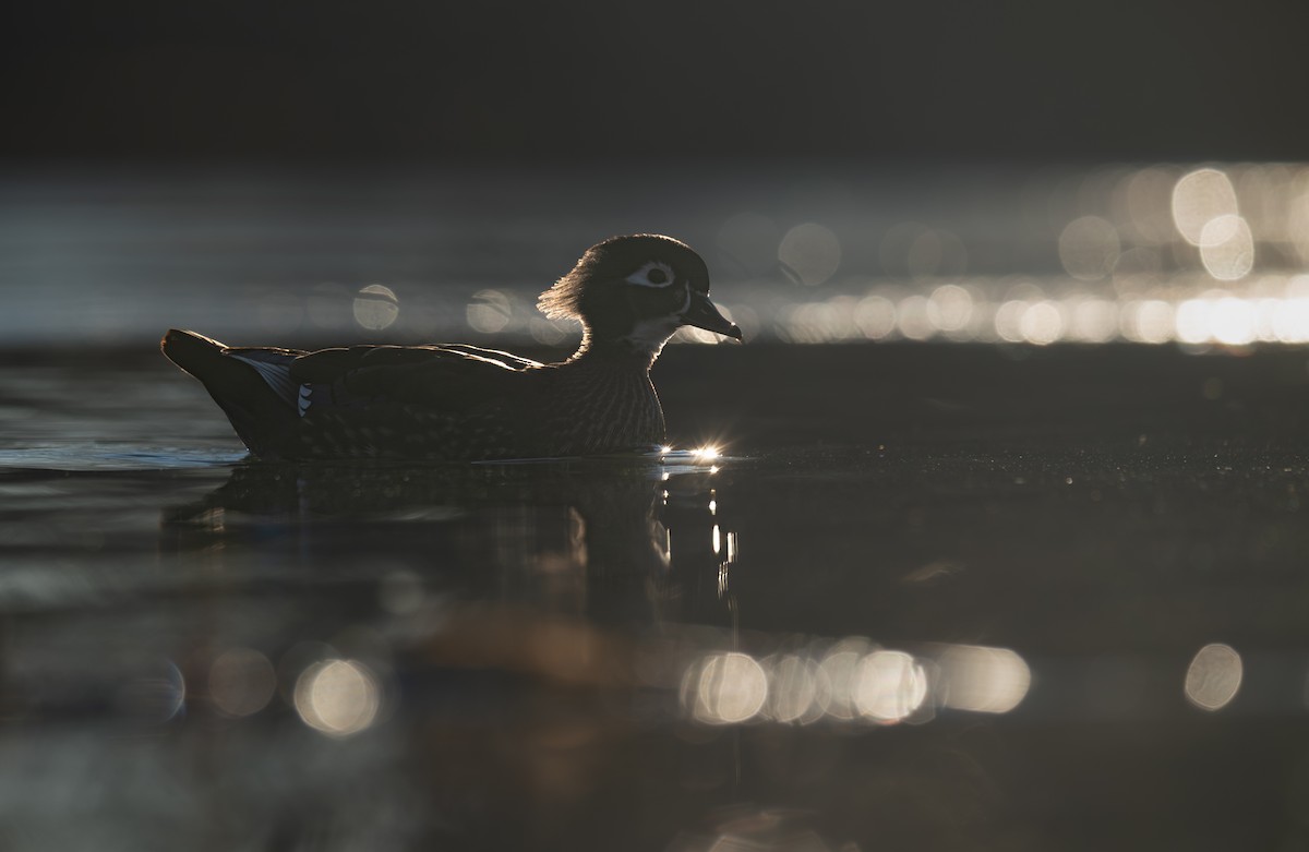 brudeand - ML646988295