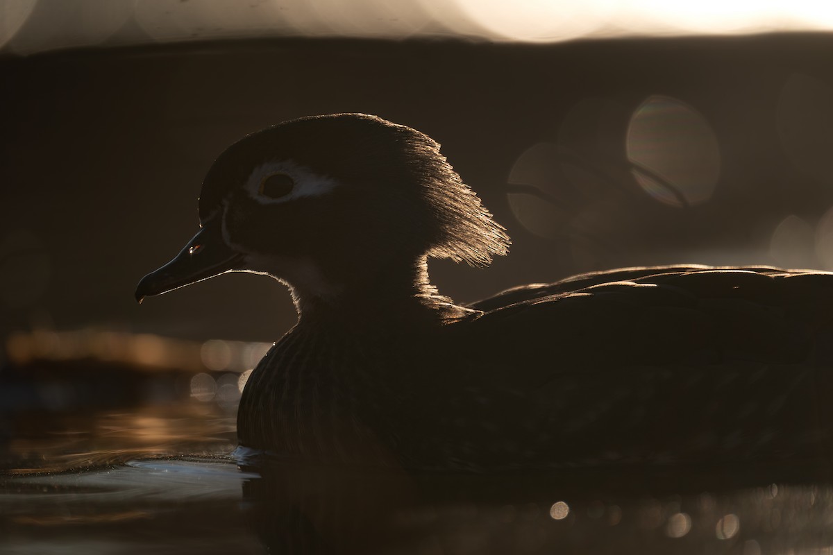 brudeand - ML646988296