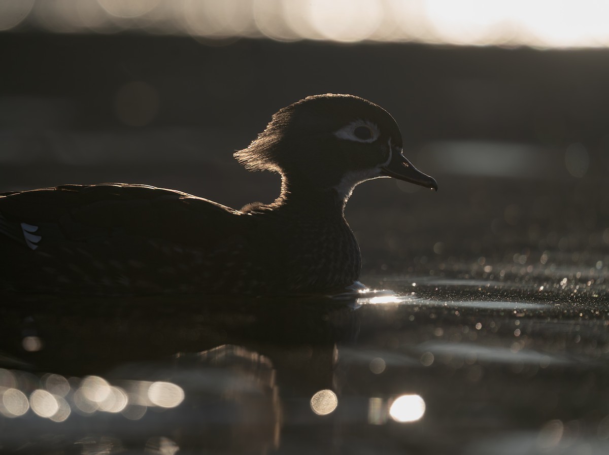 brudeand - ML646988298