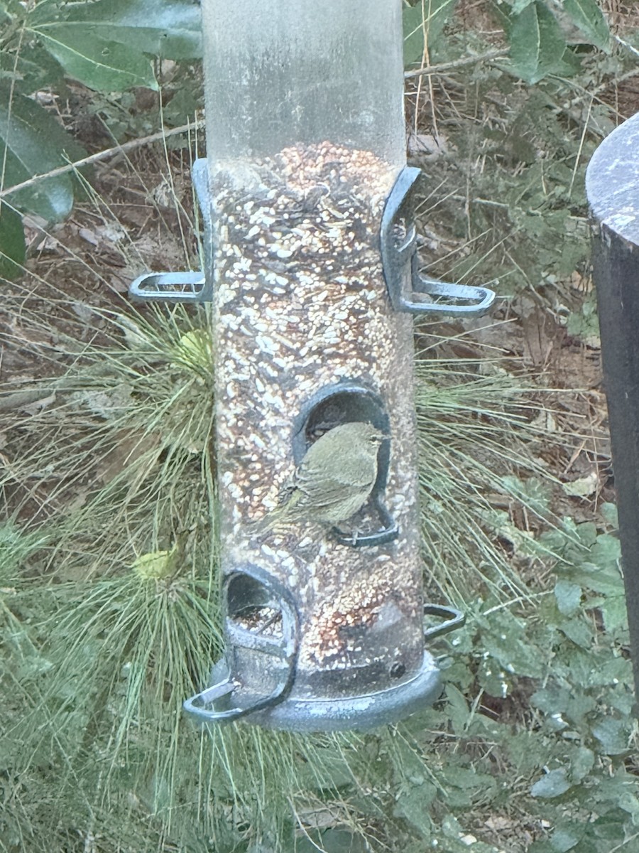 Рыжешапочная древесница - ML646988299