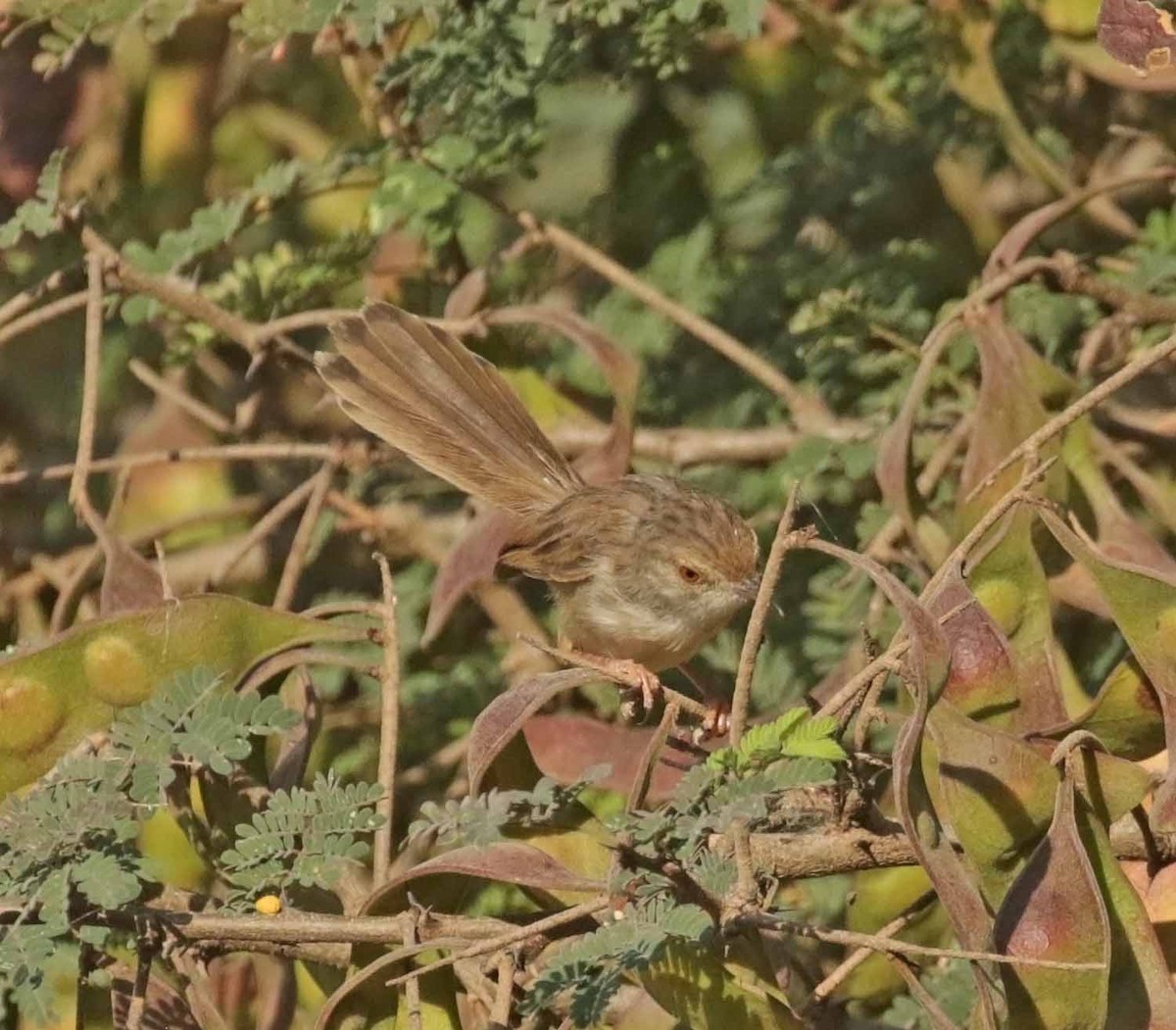 Изящная приния - ML646988309