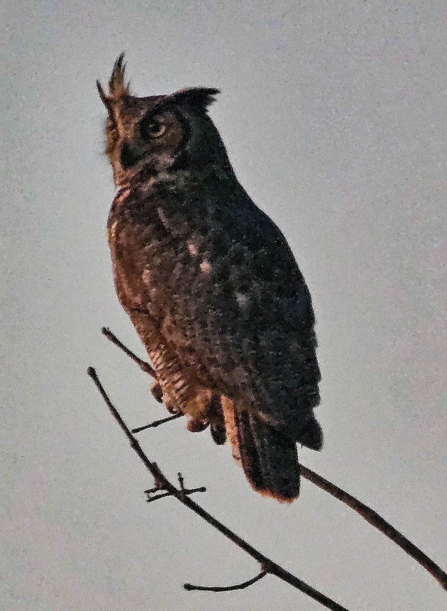 Виргинский филин - ML646988313