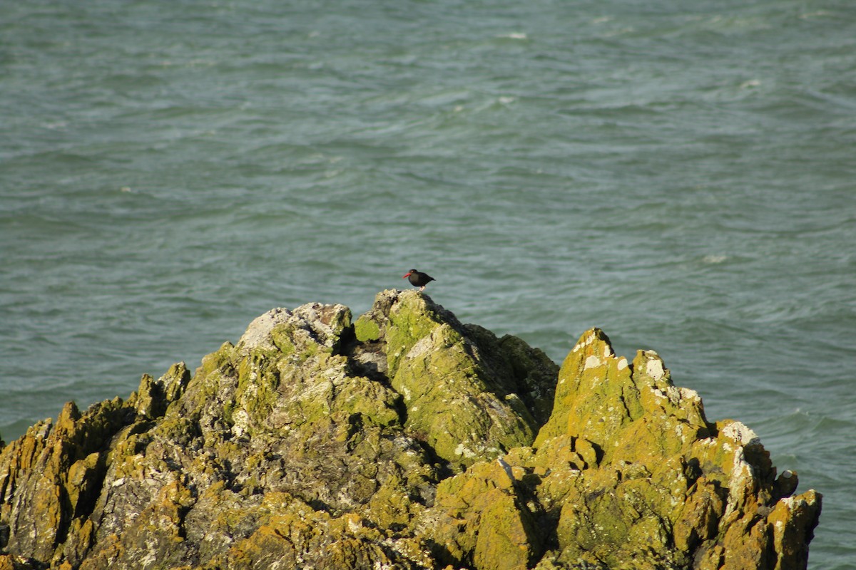 Black Oystercatcher - ML646988314