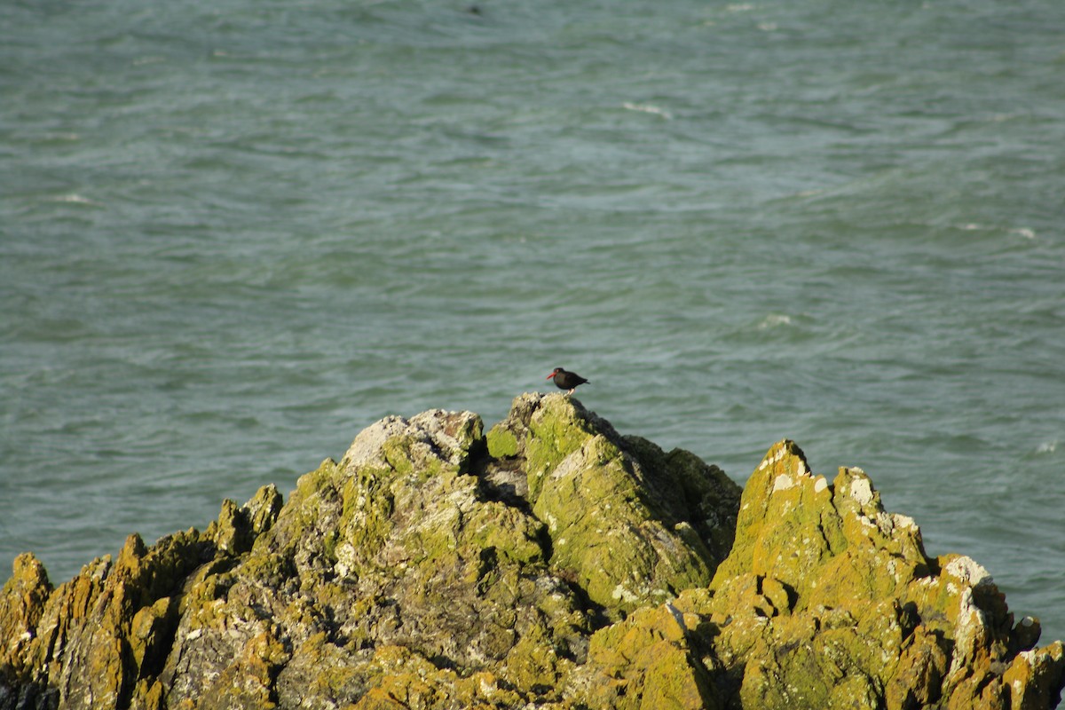Black Oystercatcher - ML646988315